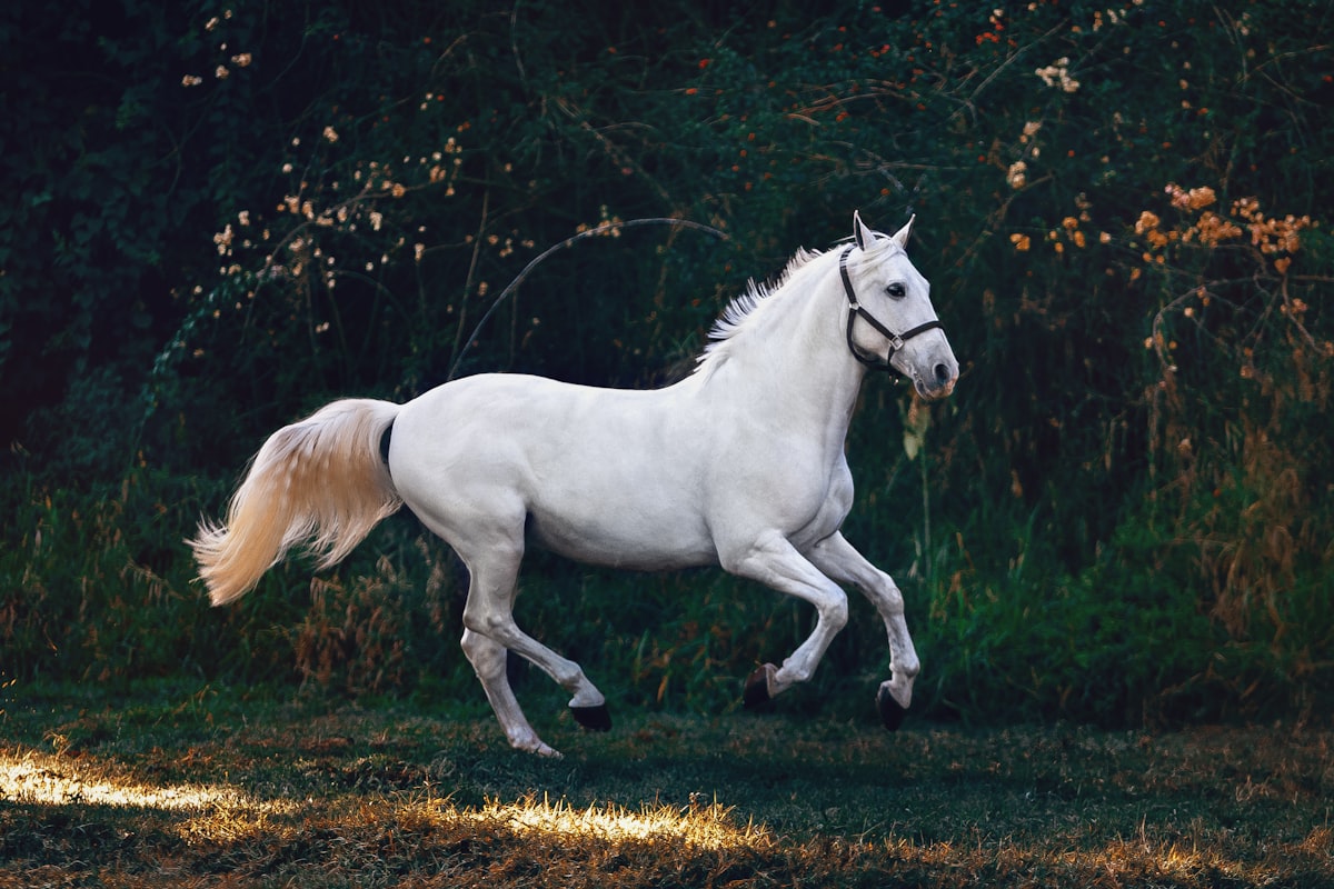 Horseback Riding