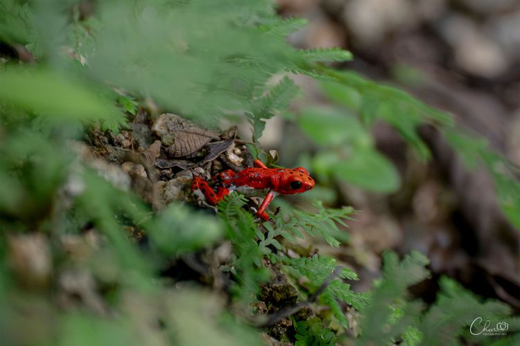 Red Frog Beach Tour